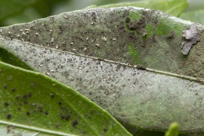Sooty Mold Fungus